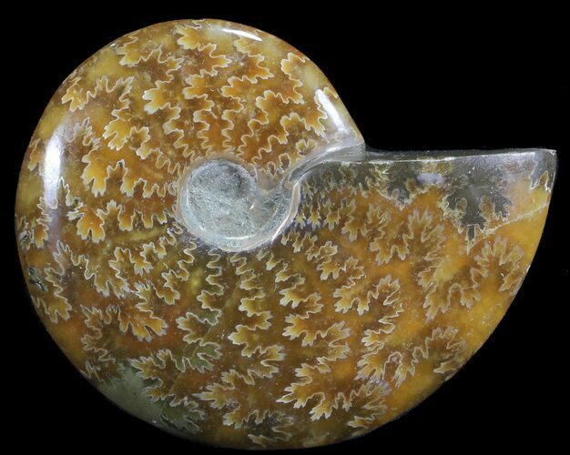 Polished, Agatized Ammonite (Cleoniceras) - Madagascar #59878